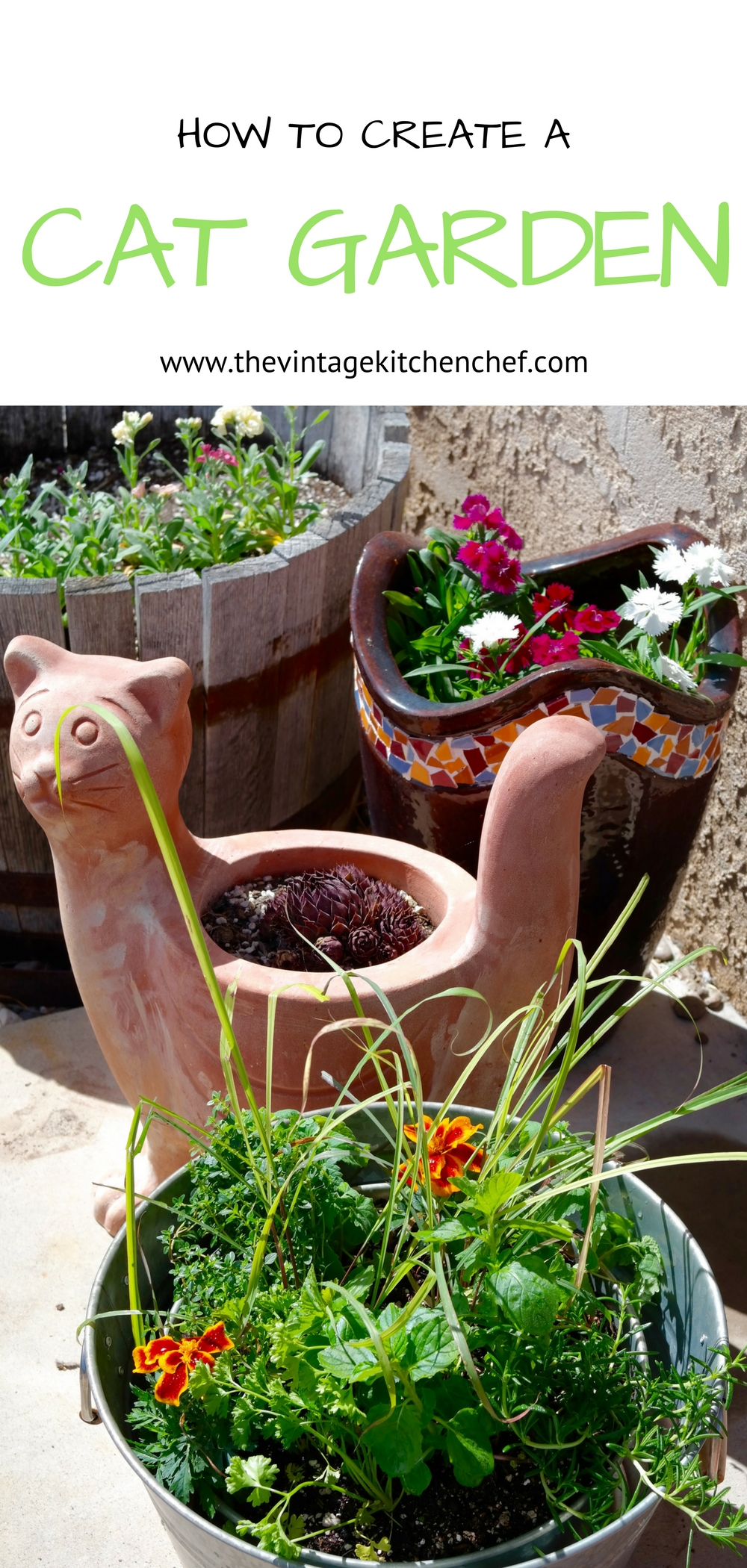 Cats are my passion and I love gardening and herbs and flowers! Learn how to create a cat garden that will make your feline family members happy! 